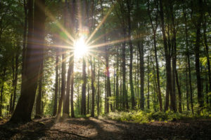 Auszeit Neumühle, Wald Innehalten