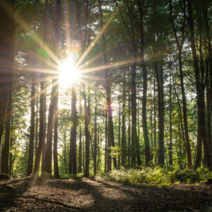 Auszeit Neumühle, Wald Innehalten