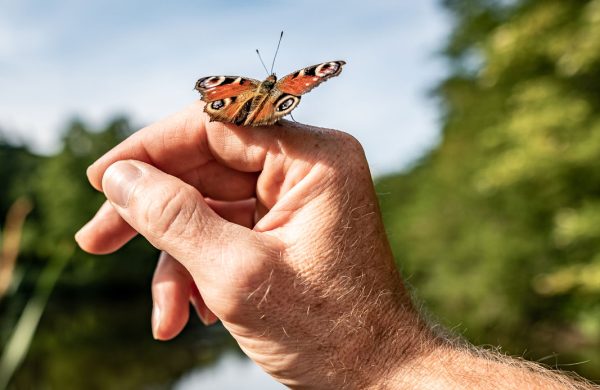 Meditationszentrum Neumuehle Schmetterling